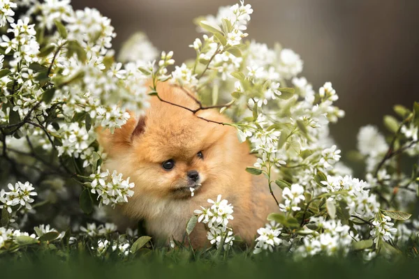 Śmieszne Pomeranian Spitz Szczeniak Pozowanie Kwitnącym Krzaku — Zdjęcie stockowe