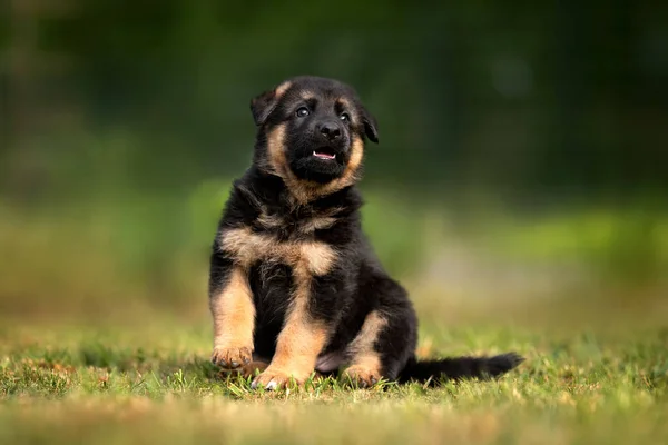 Berger Allemand Chiot Assis Extérieur Été — Photo