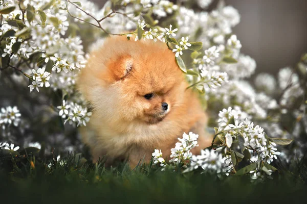 Rood Pluizig Spitz Puppy Zitten Buiten Zomer — Stockfoto