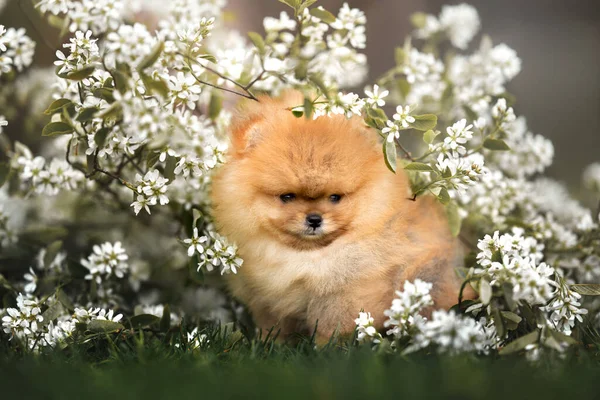 Pomeranian Spitz Szczeniak Portret Kwiaty — Zdjęcie stockowe