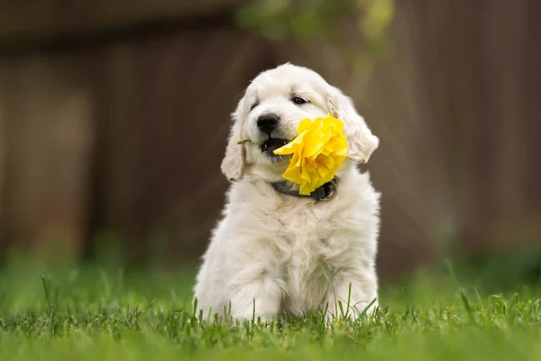 Golden Retriever Szczeniak Gospodarstwa Żółtą Różę Ustach Zewnątrz — Zdjęcie stockowe