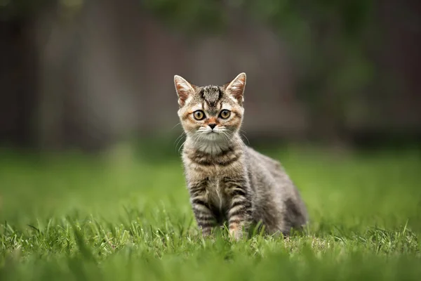 Brytyjski Krotkie Kotek Pozowanie Trawie Lato — Zdjęcie stockowe