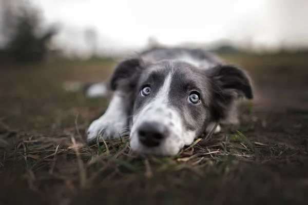 sad border collie puppy lying down outdoors