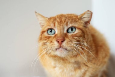 Mavi gözlü kırmızı yaşlı kedi, barınakta başıboş kedi, yakın plan portre