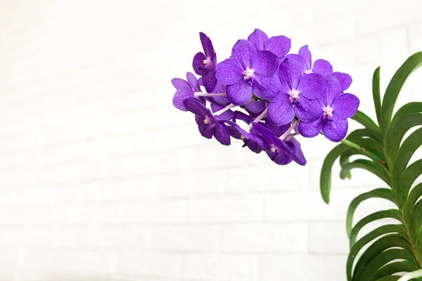 Purple Vanda Orchid Bloom Close Flowers Indoors White Background — Stock Photo, Image