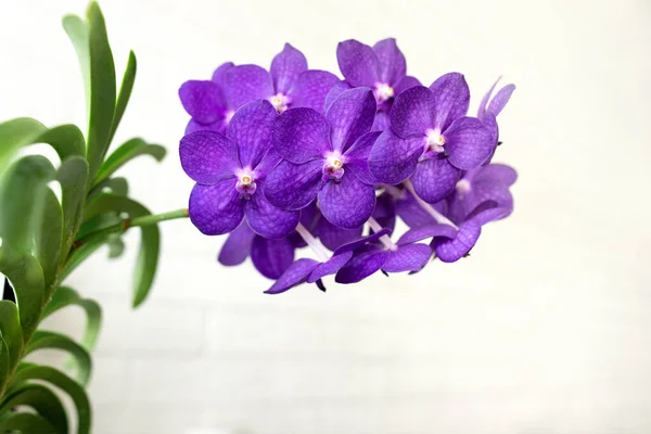 Purple Vanda Orchid Bloom Close Flowers Indoors White Background — Stock Photo, Image