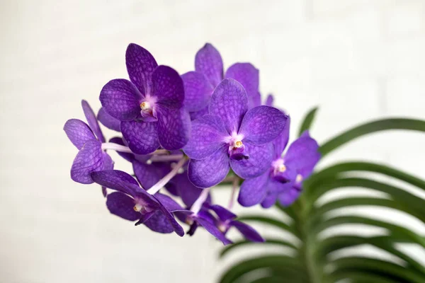 Purple Vanda Orchid Bloom Close Flowers Indoors White Background — Stock Photo, Image