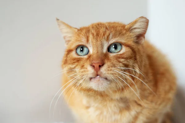 Gato Sênior Vermelho Com Olhos Azuis Gato Vadio Abrigo Close — Fotografia de Stock