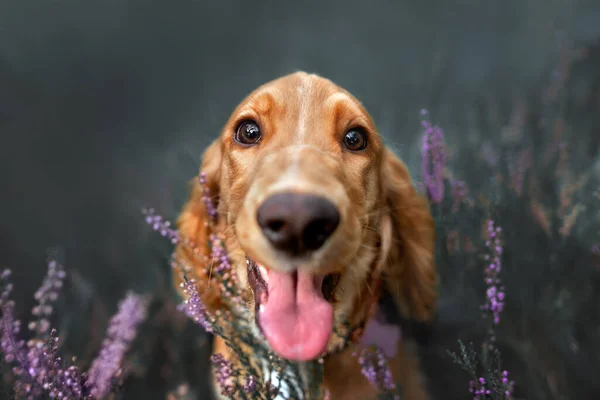 Gelukkig Cocker Spaniel Puppy Close Portret Heide Bloemen — Stockfoto