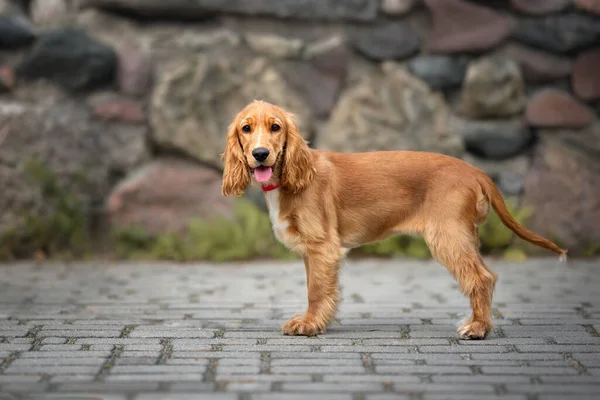 Mutlu cocker spaniel köpek yavrusu dışarıda dekoratif bir duvarın önünde duruyor.