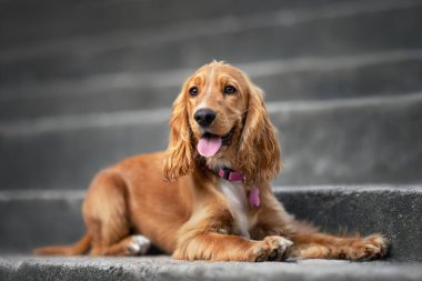 Mutlu kırmızı cocker spaniel köpek tasması içinde uzanıyor ve dışarıda kimlik etiketi takıyor.