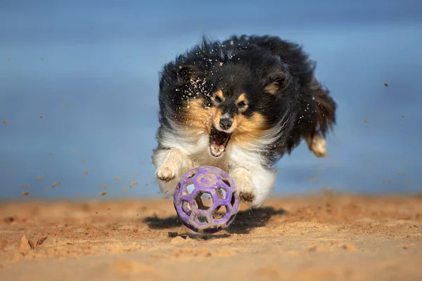 砂の中におもちゃのボールをキャッチするためにジャンプ幸せなシェルティー犬 — ストック写真