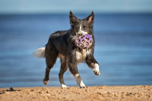 Счастливая Влажная Грязная Пограничная Собака Колли Играющая Мячом Пляже — стоковое фото