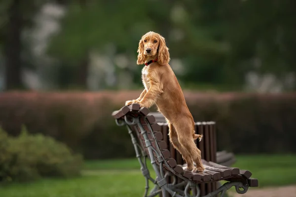 かわいい赤いコッカー スパニエル子犬犬は公園のベンチにポーズをとって — ストック写真