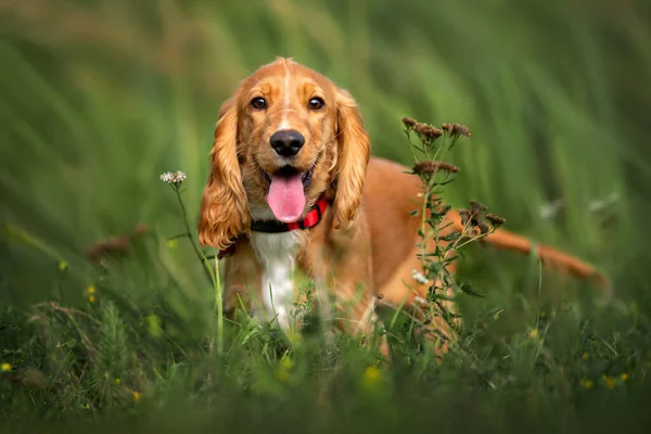Gelukkig Rood Cocker Spaniel Puppy Portret Buiten Zomer — Stockfoto