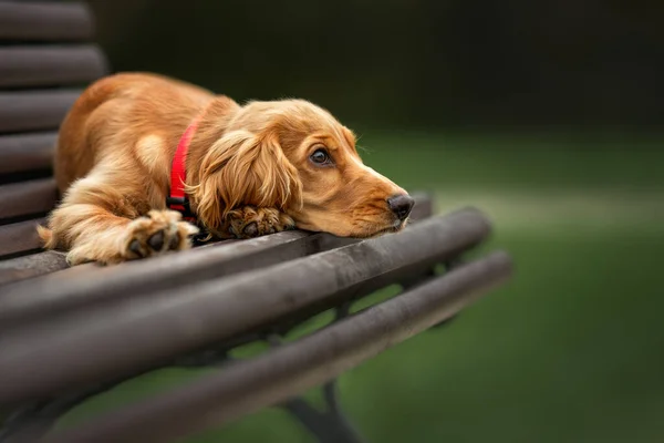 Üzgün Cocker Spaniel Puppy Parkta Bir Bankta Yatıyor — Stok fotoğraf