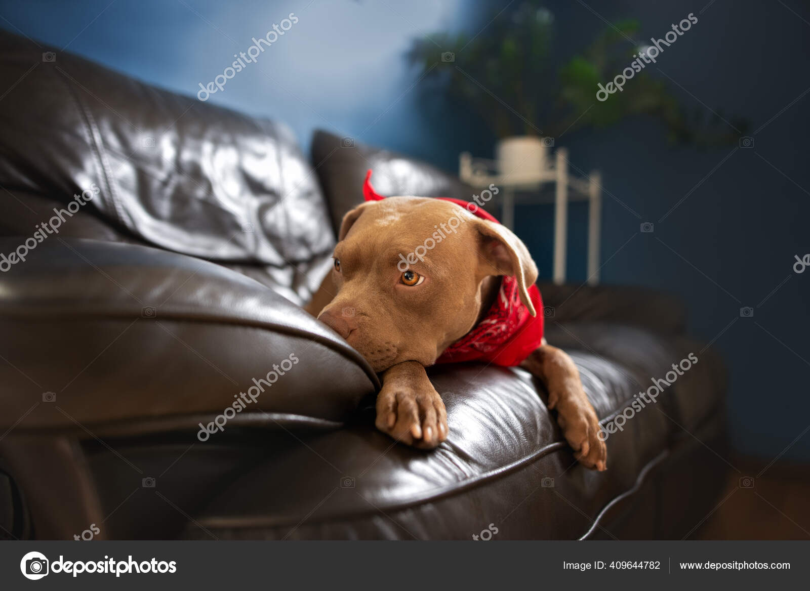 Sad Pit Bull Terrier Dog Lying Couch Indoors — Stock Photo © ots