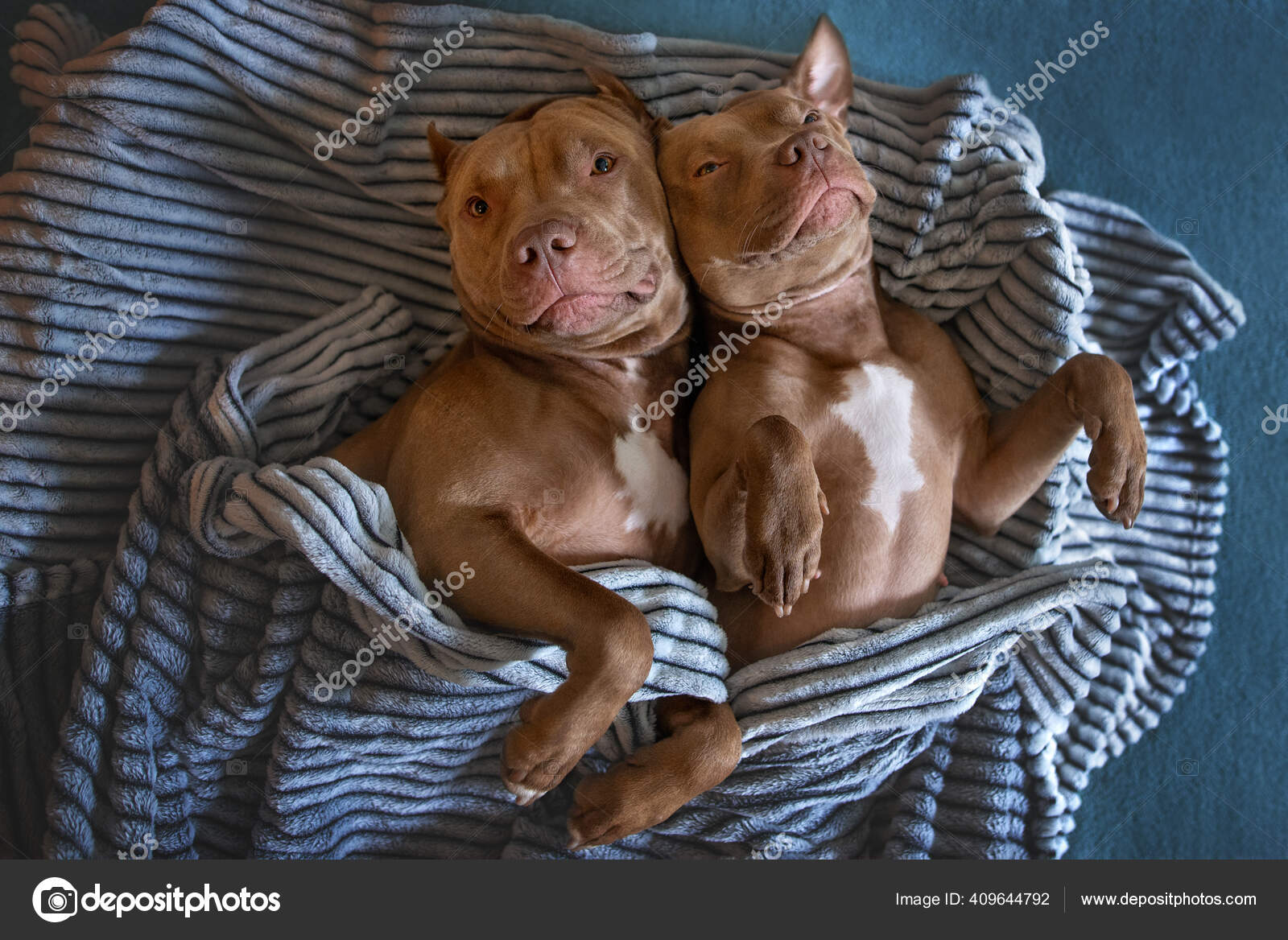 Divertente cane bassotto cuore carino Bulldog inglese Nope Bulldog francese  regalo portamonete in tela piccola borsa quadrata per carte chiave -  AliExpress, image size:1600x1168