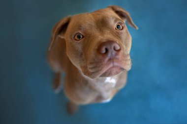 pitbull terrier köpek portresi, içeri bakıyor.