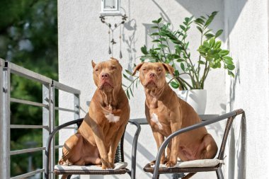 İki pitbull köpeği birlikte bir balkonda sandalyede oturuyor.