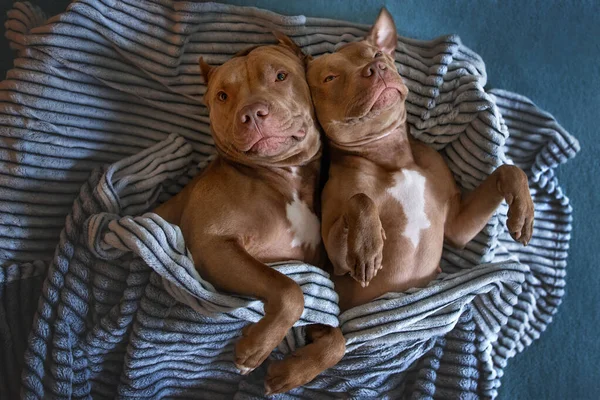 Dois Adoráveis Pit Bull Cães Deitados Cama Juntos Vista Superior — Fotografia de Stock