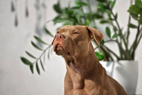 Beautiful American Pit Bull Terrier Dog Portrait Close Indoors — Stock Photo, Image
