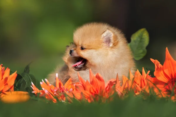 Szczęśliwy Pomeranian Spitz Szczeniak Leżący Trawie Kwiatami Letni Portret Świeżym — Zdjęcie stockowe