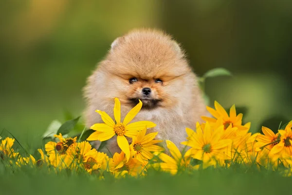 Schattige Rode Pomeranian Spitz Puppy Zittend Gras Met Gele Bloemen — Stockfoto
