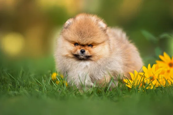 Czerwony Puszysty Pomeranian Szczeniak Spitz Spacery Trawie Lecie — Zdjęcie stockowe