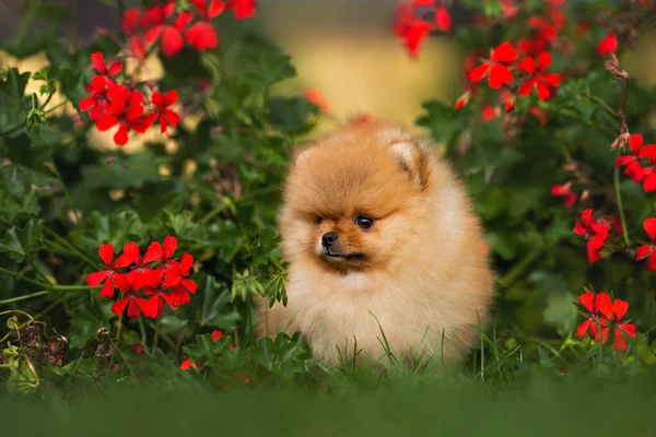 夏に屋外に立つ赤い小さなポメラニアンスピッツの子犬赤い花の肖像画 — ストック写真