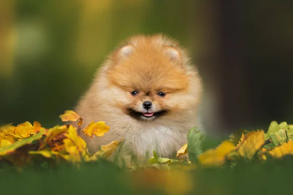 Röd Pommerska Spitz Valp Poserar Med Fallna Blad Utomhus — Stockfoto