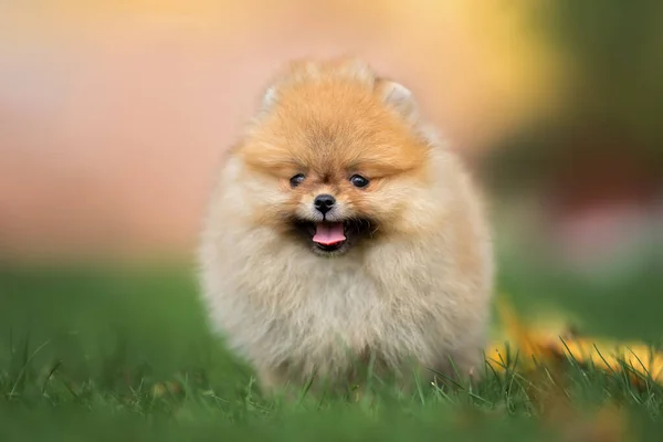 Mały Pomeranian Spitz Szczeniak Stojący Trawie Lecie Zbliżenie Portret — Zdjęcie stockowe