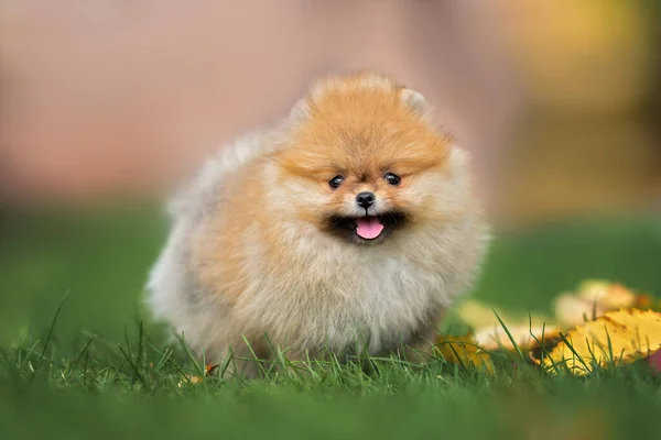 Šťastný Pomeranian Spitz Štěně Stojící Trávě Létě — Stock fotografie