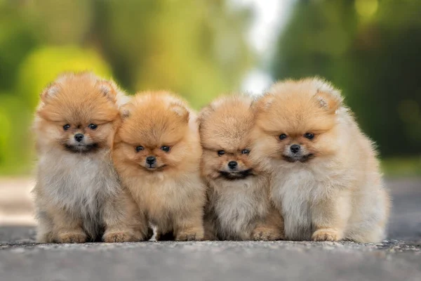 Dört Pomeranian Köpek Yavrusu Yazın Birlikte Dışarıda Oturuyorlar Köpek Grubunun — Stok fotoğraf