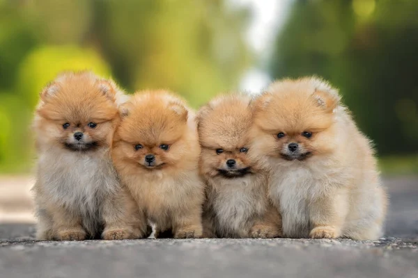 four pomeranian spitz puppies sitting together outdoors in summer, close up portrait of dogs group