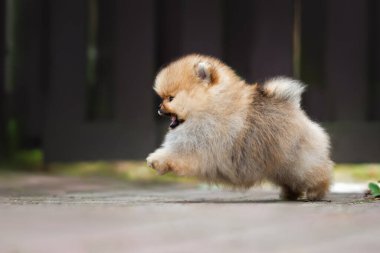 Mutlu aktif spitz köpek yavrusu atlama ve açık havada oynama