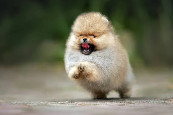 Happy Red Pomeranian Spitz Puppy Jumping Playing Summer — Stock Photo, Image