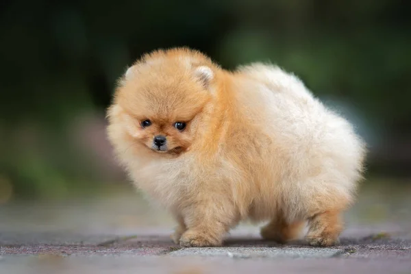 Fofo Vermelho Pomeranian Spitz Filhote Cachorro Livre Verão Close Retrato — Fotografia de Stock