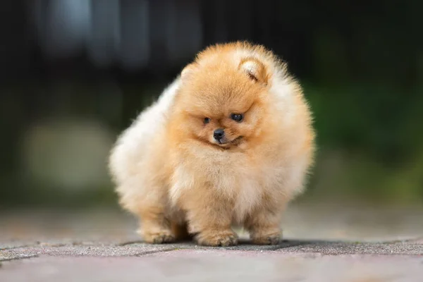 Primer Plano Retrato Cachorro Spitz Pomeranian Rojo Pie Aire Libre — Foto de Stock