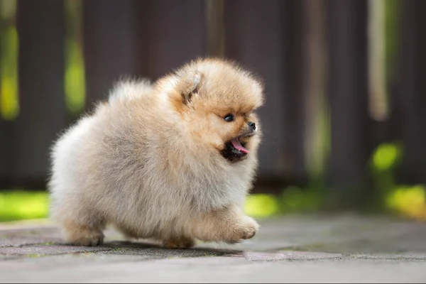 Mały Pomeranian Spitz Szczeniak Spacery Zewnątrz — Zdjęcie stockowe