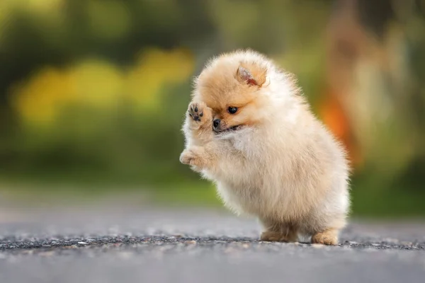Ευτυχισμένη Pomeranian Spitz Κουτάβι Άλμα Και Παίζουν Εξωτερικούς Χώρους — Φωτογραφία Αρχείου