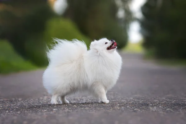 快乐的白色波美拉尼亚斯皮茨犬站在路上 抬起头来 — 图库照片