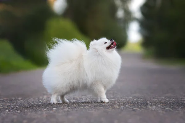 Glad Vit Pommerska Spitz Hund Står Vägen Tittar Upp — Stockfoto