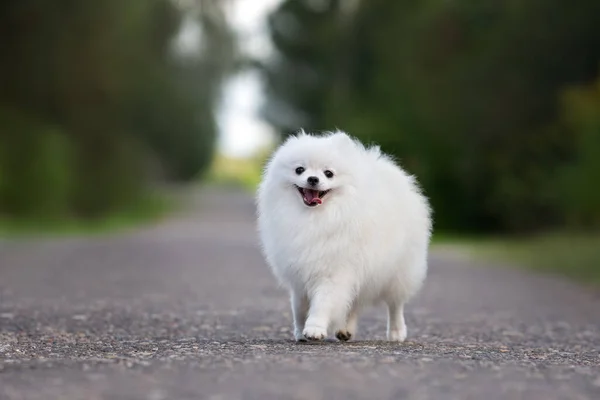 Χαρούμενος Λευκό Pomeranian Spitz Σκυλί Πόδια Εξωτερικούς Χώρους Καλοκαίρι — Φωτογραφία Αρχείου