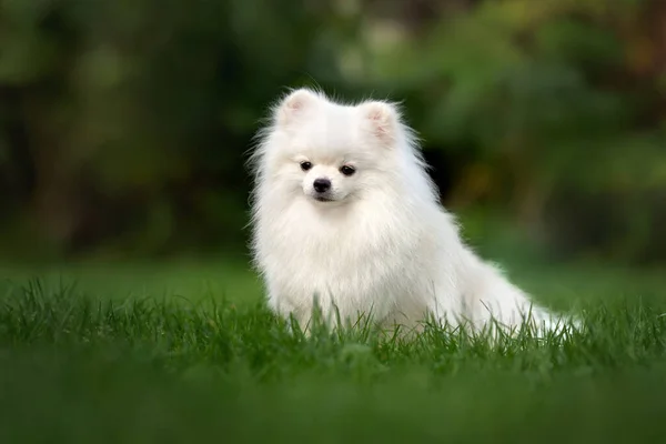 White Pomeranian Spitz Dog Sitting Grass Summer — Stock Photo, Image