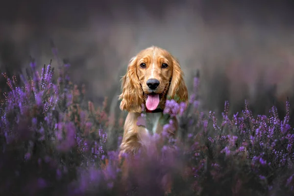 Bir Fundalıkta Ngiliz Cocker Spaniel Köpek Portresi — Stok fotoğraf