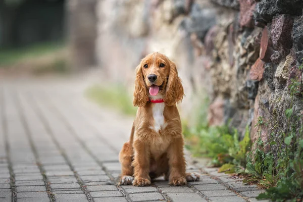 Kırmızı ingiliz cocker spaniel köpek yavrusu duvarın yanında oturuyor.