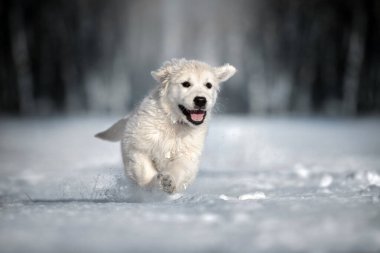 Kar üzerinde koşan mutlu av köpeği yavrusu