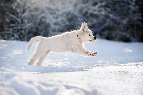 Happy Golden Retriever Puppy Running Snow Outdoors — Stock Photo, Image