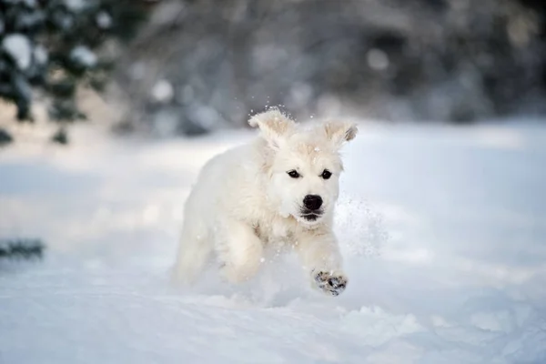 Šťastný Zlatý Retrívr Štěně Běží Sněhu Venku — Stock fotografie